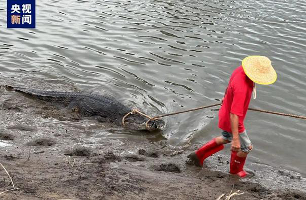 ماومينغ بقوانغدونغ: القبض على 36 من 71 تمساحا هربوا أثناء الفيضانات