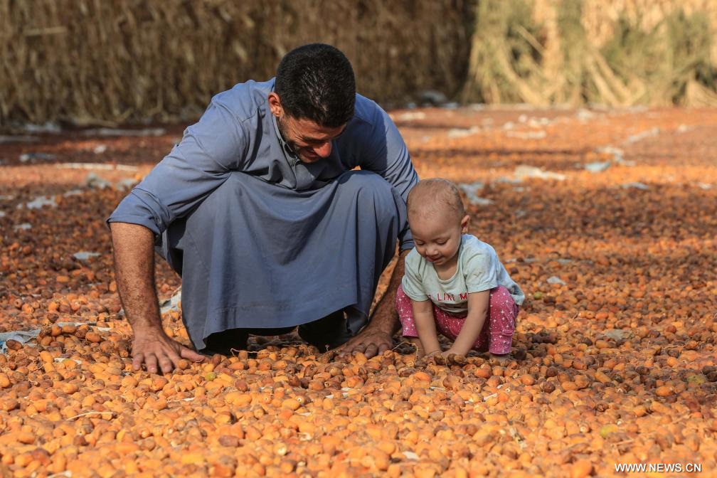 موسم حصاد التمر في مصر