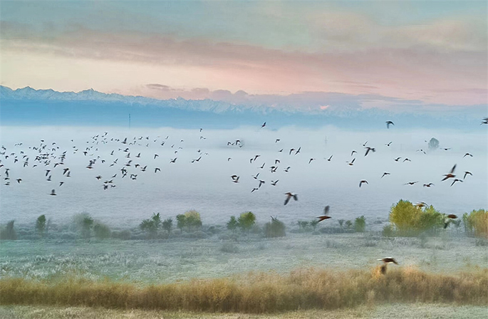 لوحة حبر خلابة.. اسراب من الطيور المهاجرة في سماء أراضي تشاوسو الرطبة في شينجيانغ