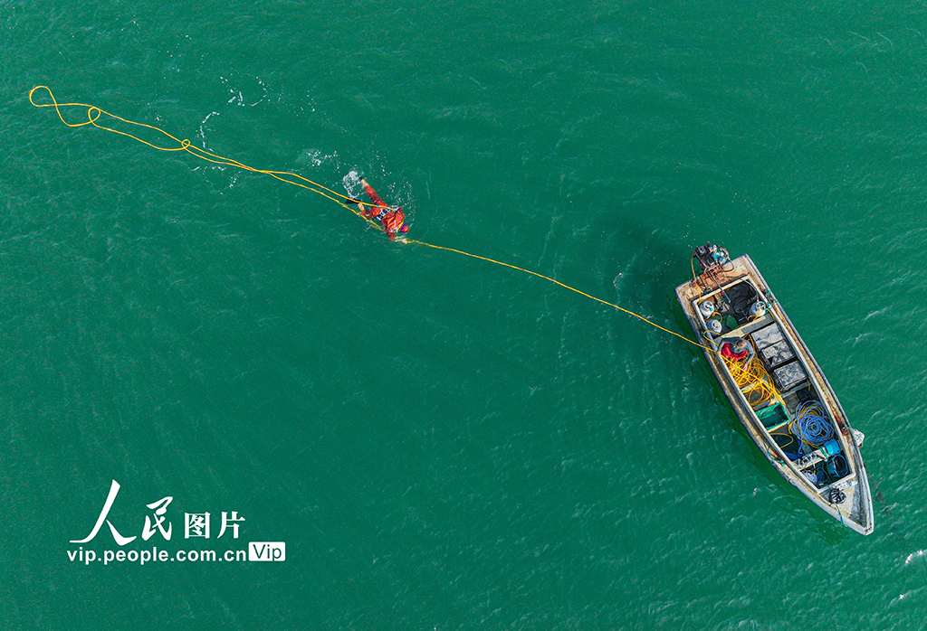 6 مليارات يوان، تحققها مدينة رونغتشنغ من تربية خيار البحر