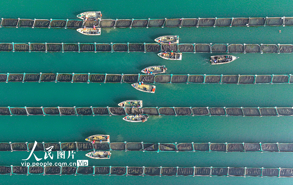 6 مليارات يوان، تحققها مدينة رونغتشنغ من تربية خيار البحر