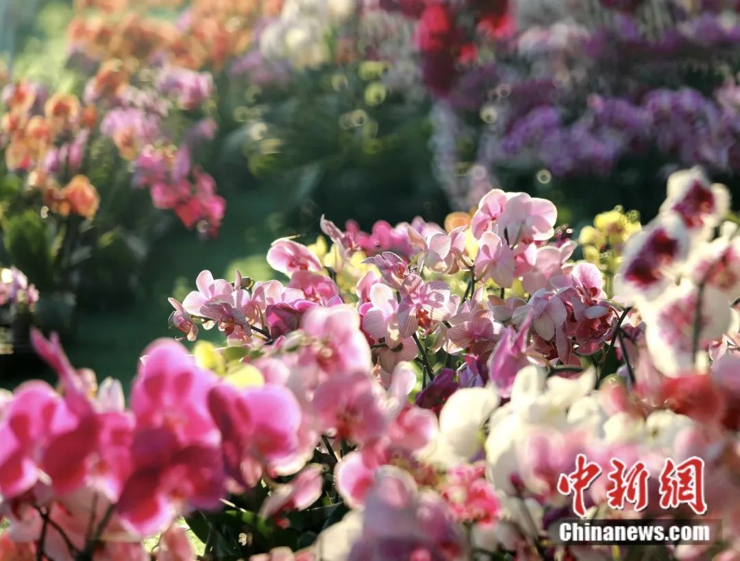 وادي الزهور الصيني يزوّد العالم بـ 15 زهرة ونبتة كل ثانية