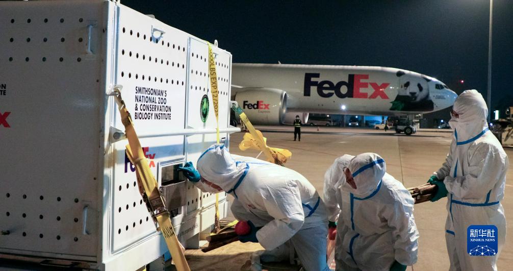عودة ثلاثة من حيوانات الباندا العملاقة إلى الصين من الولايات المتحدة
