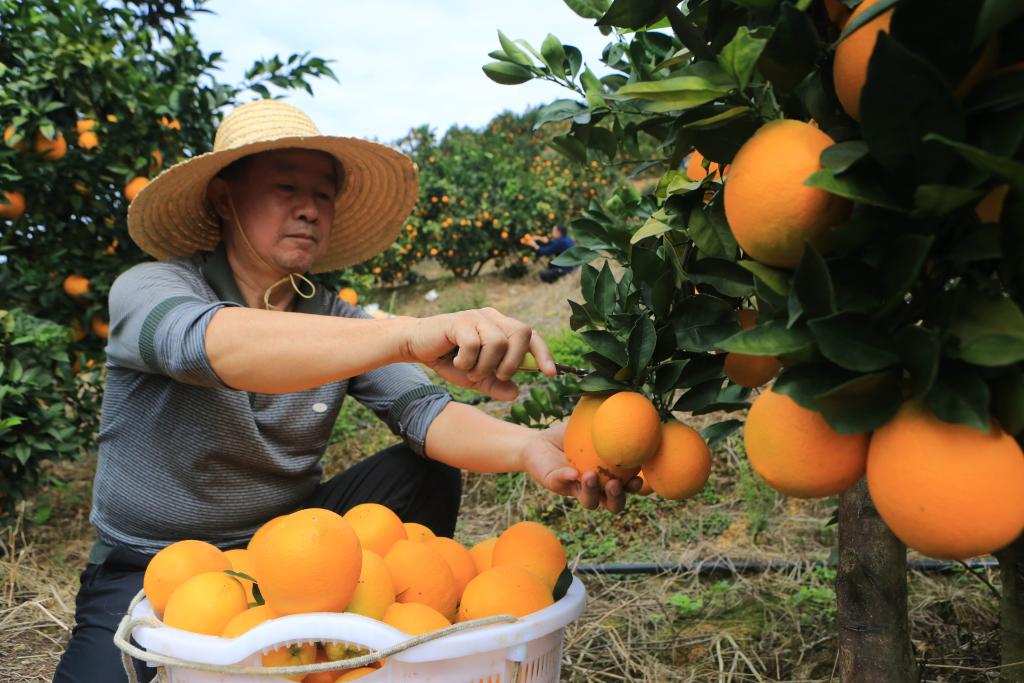 الصورة: حصاد البرتقال في مقاطعة قويتشو جنوب غربي الصين