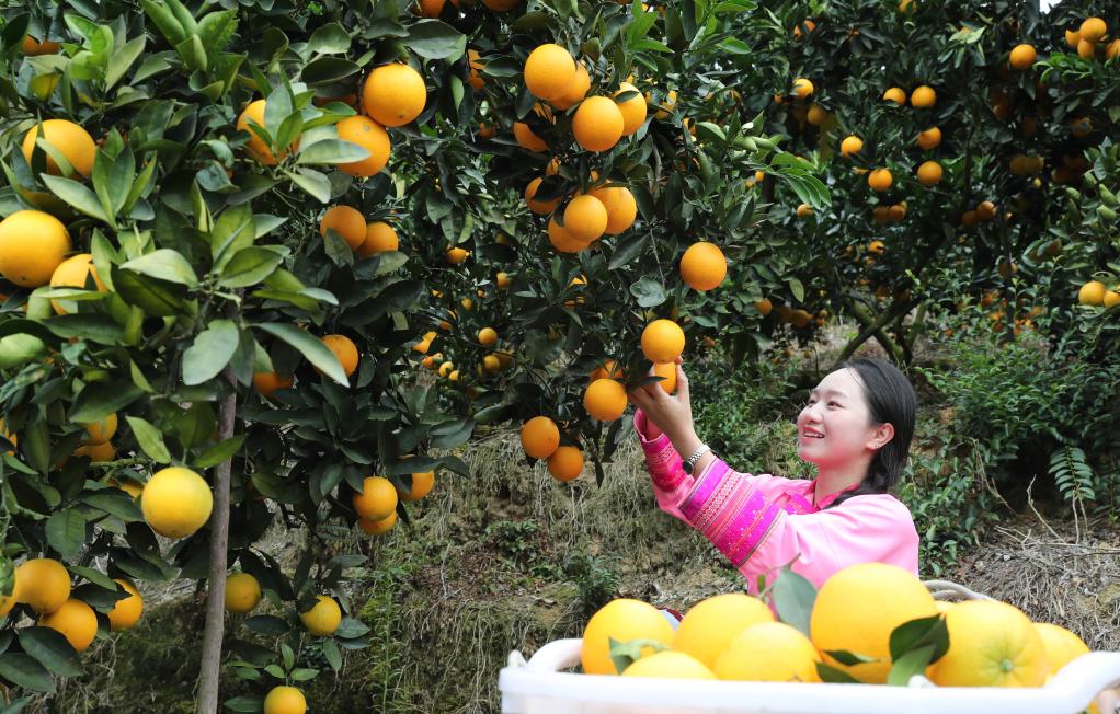 الصورة: حصاد البرتقال في مقاطعة قويتشو جنوب غربي الصين