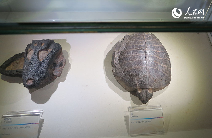 متحف الجيوبارك دابنغ بشنتشن: مغارة الكنوز الجيولوجية وشاهد على تاريخ الأرض المبكر