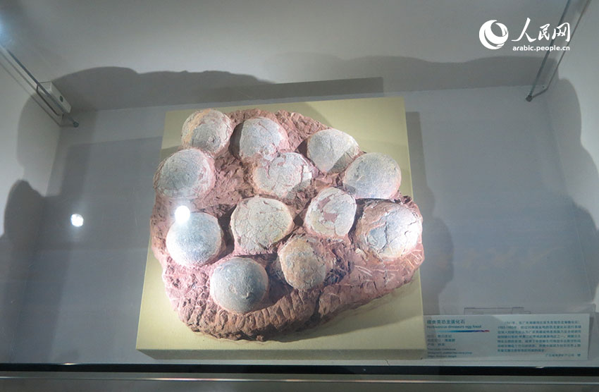 متحف الجيوبارك دابنغ بشنتشن: مغارة الكنوز الجيولوجية وشاهد على تاريخ الأرض المبكر
