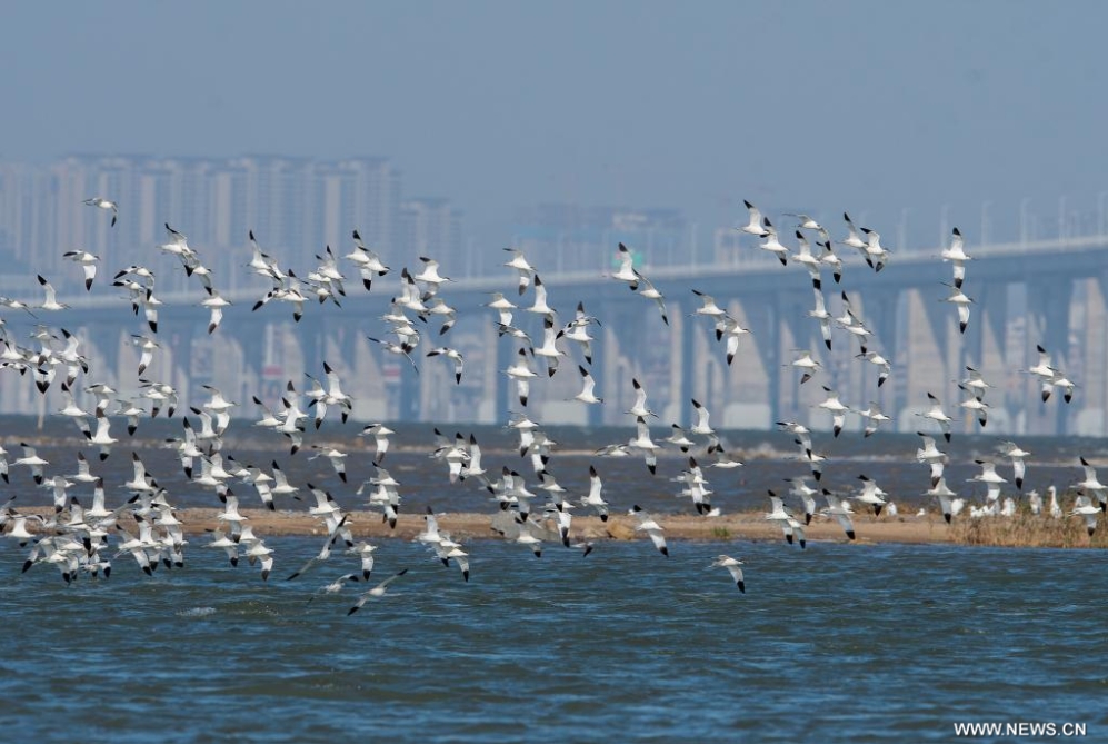 الطيور المهاجرة تصل جنوبي الصين لقضاء الشتاء