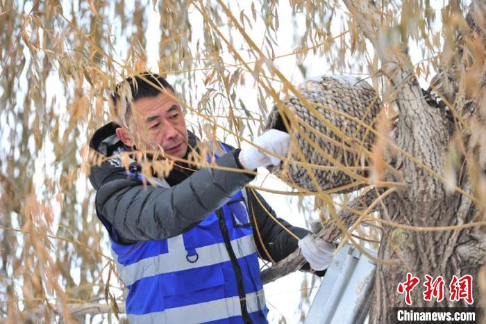 تشانغتشون: مساعدة إحدى الحدائق على بقاء الطيور البرية على قيد الحياة في فصل الشتاء