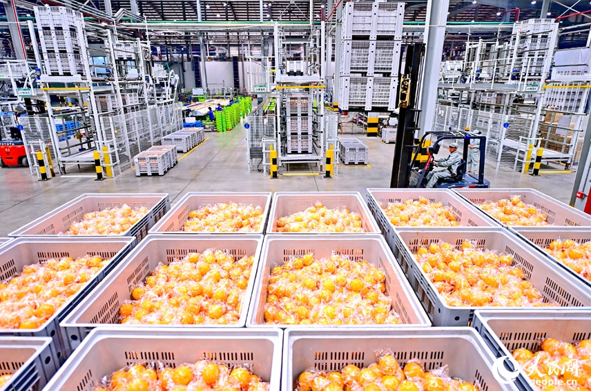 الصناعة الذكيّة تسهم في تحسين جودة البرتقال في قانتشو من مقاطعة جيانغشي