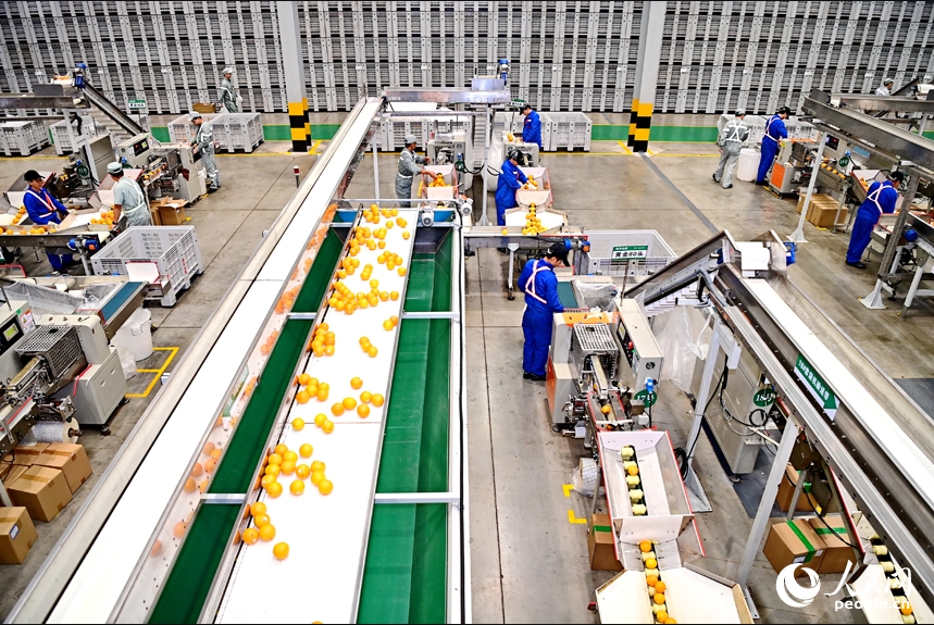الصناعة الذكيّة تسهم في تحسين جودة البرتقال في قانتشو من مقاطعة جيانغشي