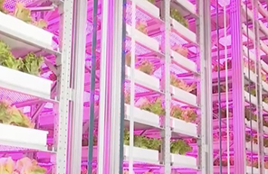 الصين تبني أول مصنع للنباتات العمودية غير المأهول من 20 طابقًا