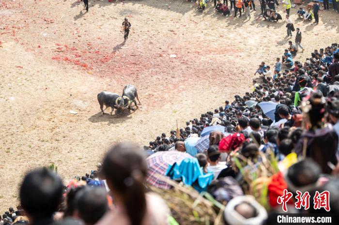 مصارعة الثيران في قويتشو، رياضة شعبية تعود لأكثر من 2000 عام