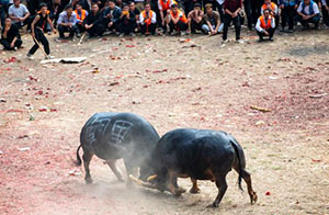 مصارعة الثيران في قويتشو، رياضة شعبية تعود لأكثر من 2000 عام