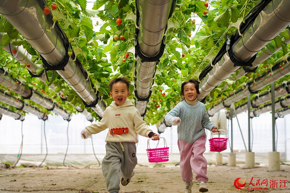 هوانغيان، تشجيانغ: السكان منشغلون في قطف الفراولة المعلقة