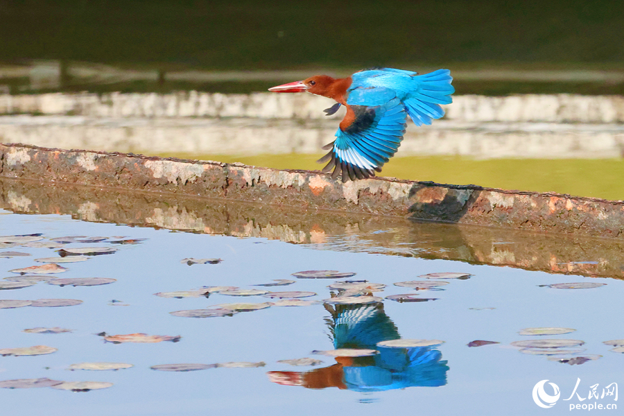 بحيرة يوندانغ في شيامن تجذب المزيد من الطيور النادرة
