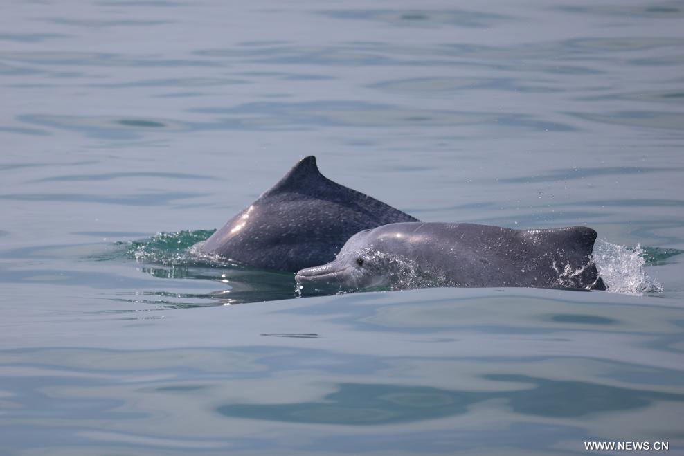 دلفين أبيض صيني يظهر في جزيرة هاينان بأقصى جنوبي الصين