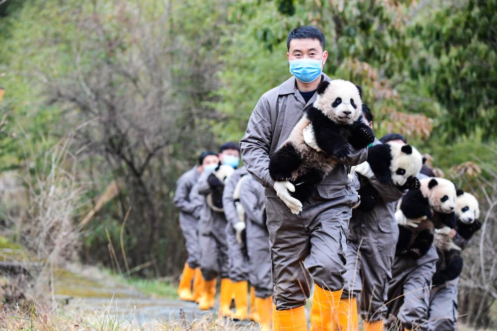 الصورة: تربية الباندا العملاقة في الصين