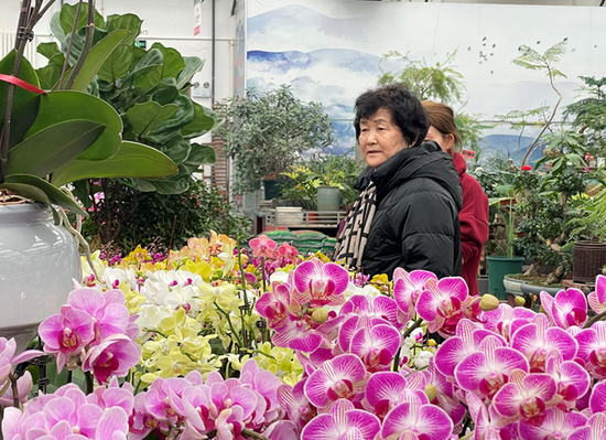 تشانغجي، شينجيانغ: ازدهار مبيعات الزهور مع اقتراب عيد الربيع