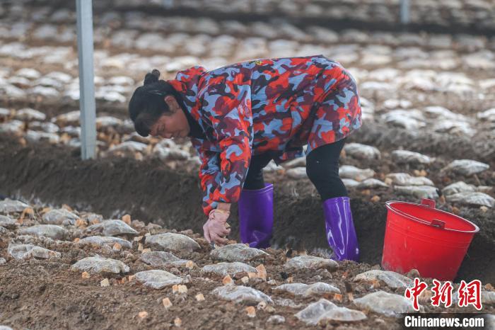 فطر الغوشنة، مصدر دخل آلاف المزارعين في يونغفنغ بجيانغشي