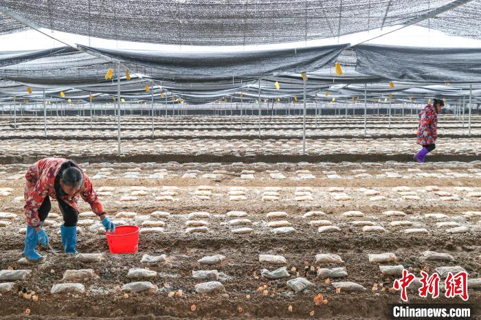 فطر الغوشنة، مصدر دخل آلاف المزارعين في يونغفنغ بجيانغشي
