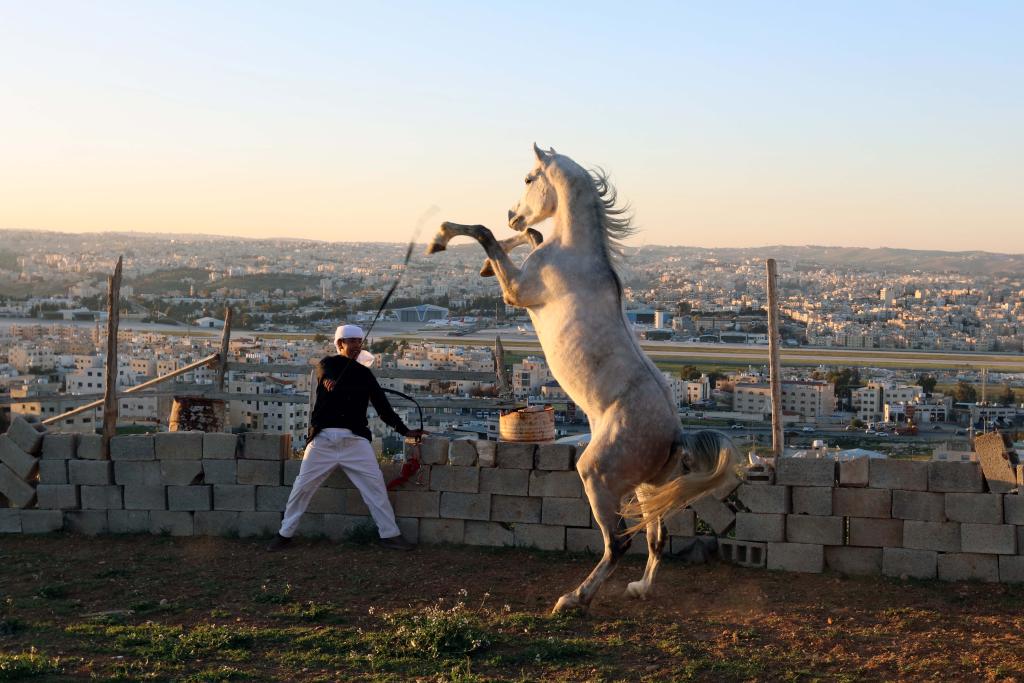 الصورة: الخيل العربي في الأردن