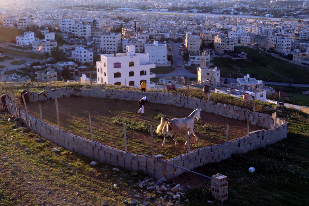 الصورة: الخيل العربي في الأردن