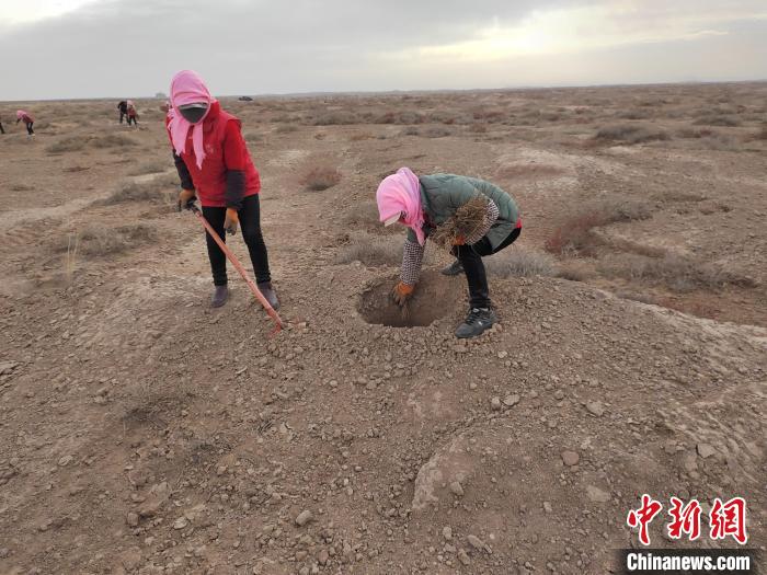 قانسو في اليوم العالمي للشجرة: زراعة الأشجار لمنع التصحر ومكافحته