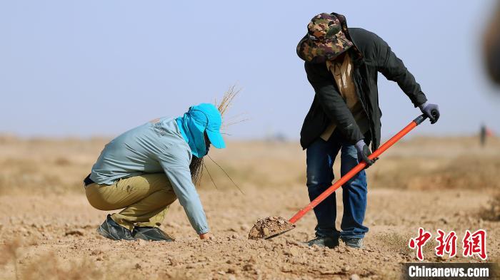 قانسو في اليوم العالمي للشجرة: زراعة الأشجار لمنع التصحر ومكافحته