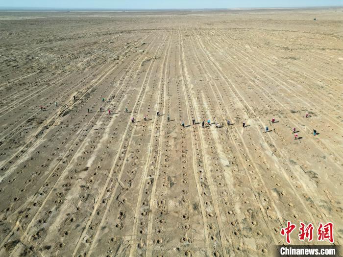 قانسو في اليوم العالمي للشجرة: زراعة الأشجار لمنع التصحر ومكافحته