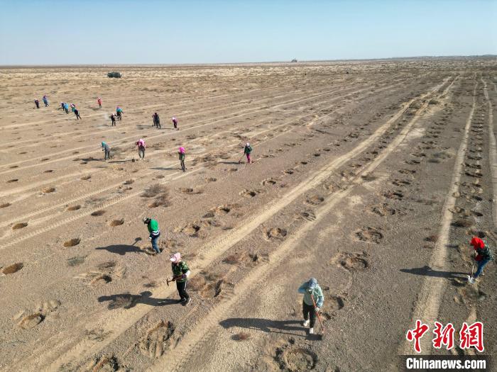 قانسو في اليوم العالمي للشجرة: زراعة الأشجار لمنع التصحر ومكافحته