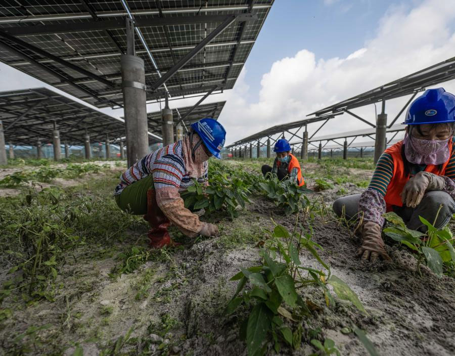 ونتشانغ، هاينان: زراعة الفواكه والخضروات تحت الألواح الكهروضوئية