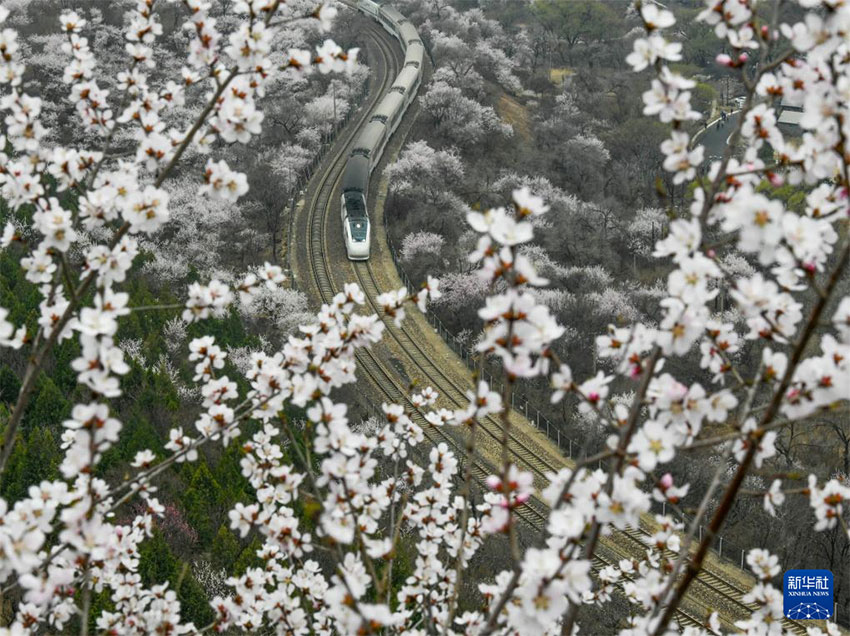 الربيع يكسو سور الصين العظيم في جويونغوان