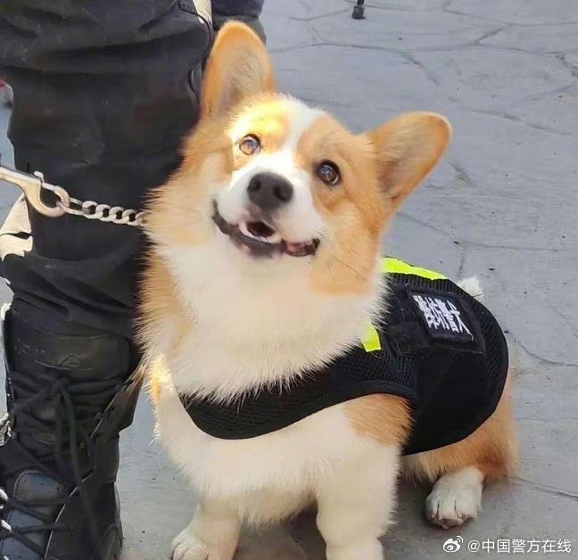 أول كلب شرطة احتياطي من فصيل كورجي في الصين