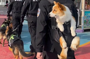 أول كلب شرطة احتياطي من فصيل كورجي في الصين