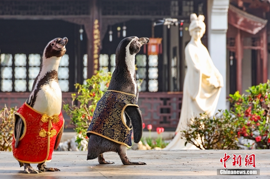 نانجينغ: طيور البطريق ترتدي بدلات صينية تقليدية لالتقاط الصور في الربيع