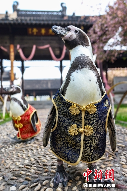 نانجينغ: طيور البطريق ترتدي بدلات صينية تقليدية لالتقاط الصور في الربيع