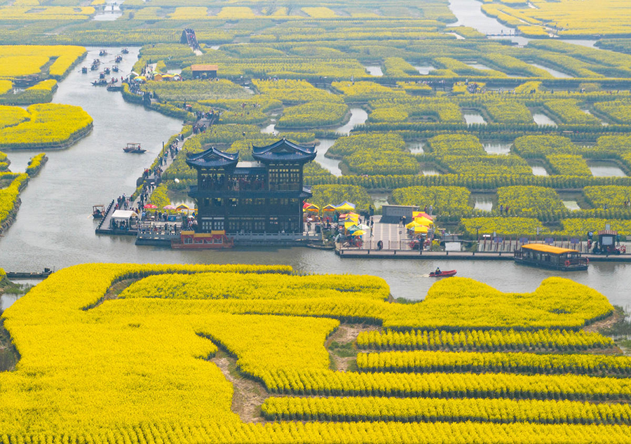 زهور الكول تشع بلونها الذهبي في شينغهوا