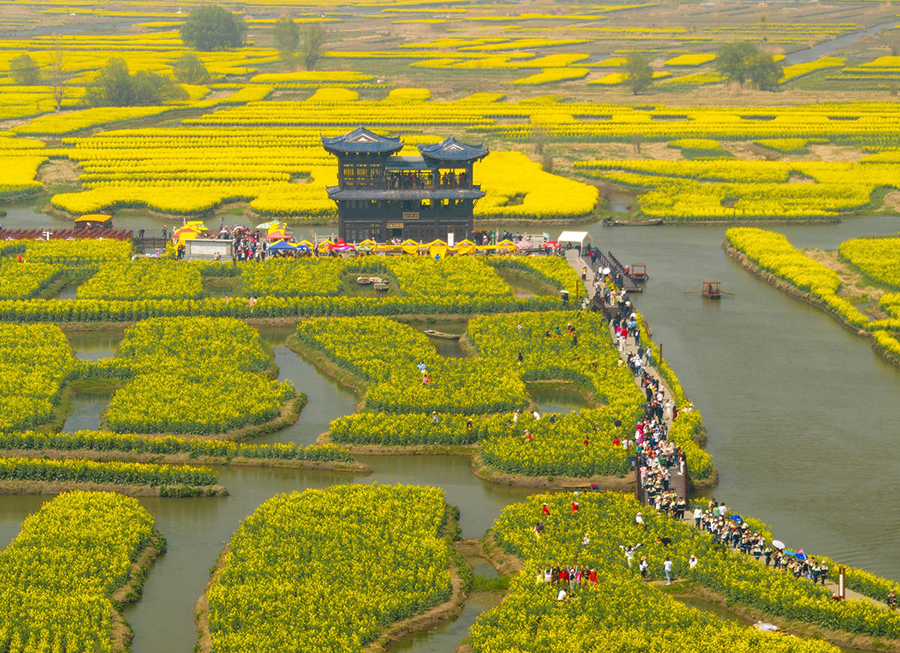 زهور الكول تشع بلونها الذهبي في شينغهوا
