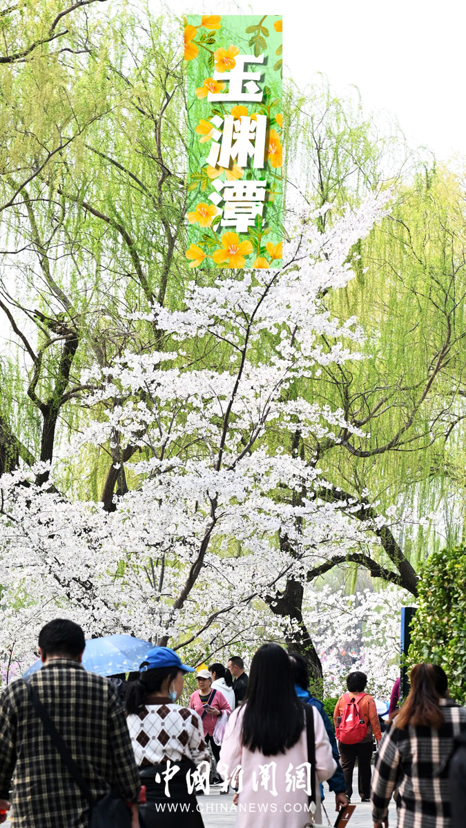 بكين تكشف عن خريطة الاستمتاع بزهرة الربيع
