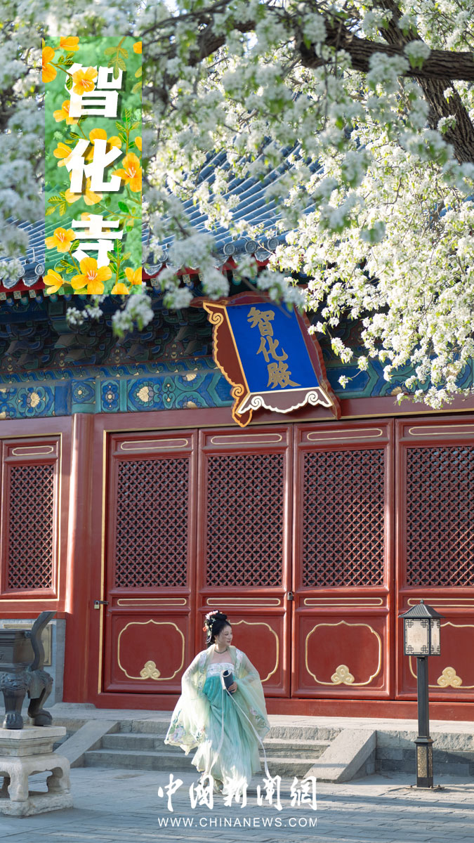 بكين تكشف عن خريطة الاستمتاع بزهرة الربيع