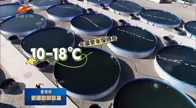توربان.. المنطقة الساخنة في الصين تنجح في تربية سمك السلمون
