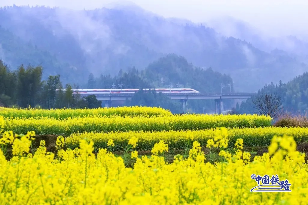 الصين: القطار السريع يشق حقول أزهار الكانولا الشاسعة