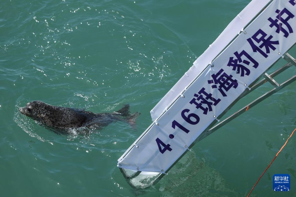 إطلاق 10 فقمات مرقطة في المحيط قبالة مدينة بشمال شرقي الصين