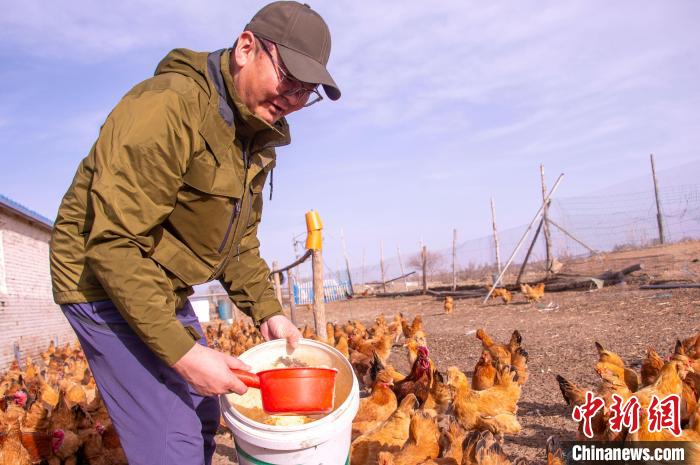 مزارع في منغوليا الداخلية يجرب تربية الدجاج في الصحراء