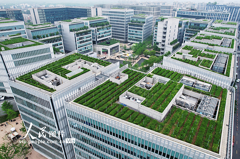 منظر طبيعي جديد في هانغتشو: زراعة شاي لونغجينغ على أسطح مباني المكاتب