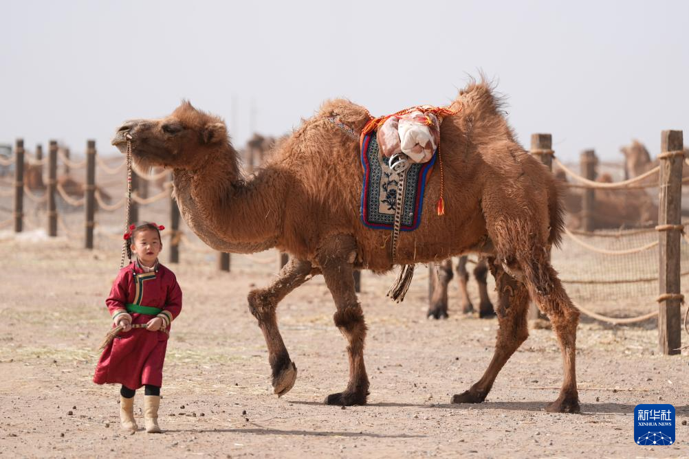 افتتاح مهرجان الحُوار للسياحة الثقافية لعام في منغوليا الداخلية 2024