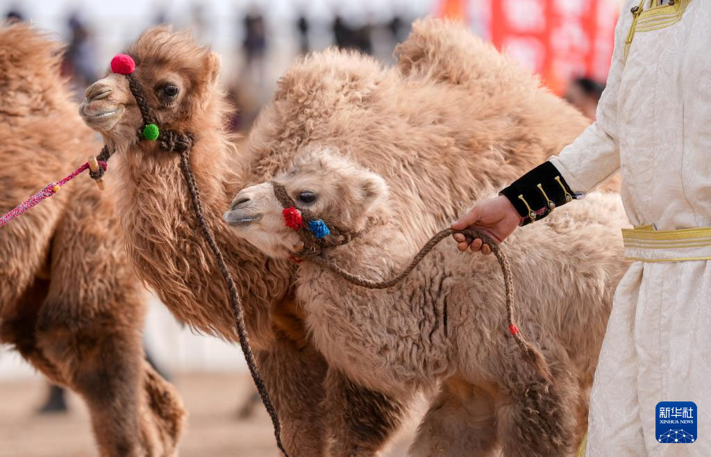 افتتاح مهرجان الحُوار للسياحة الثقافية لعام في منغوليا الداخلية 2024