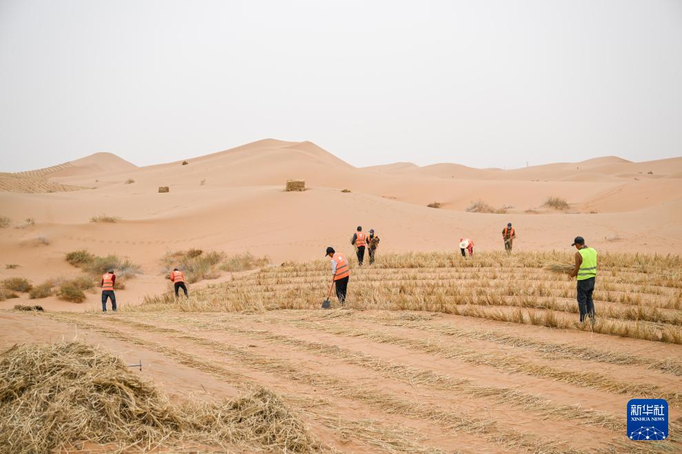 جهود متواصلة لمكافحة التصحر في منغوليا الداخلية