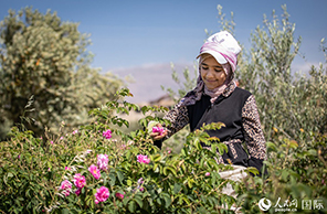 الورد الدمشقي السوري يدخل موسم الحصاد